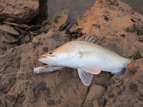 shore barra on popper